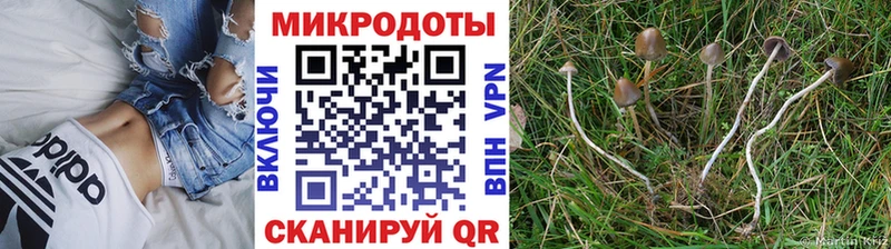 Галлюциногенные грибы Cubensis Баймак